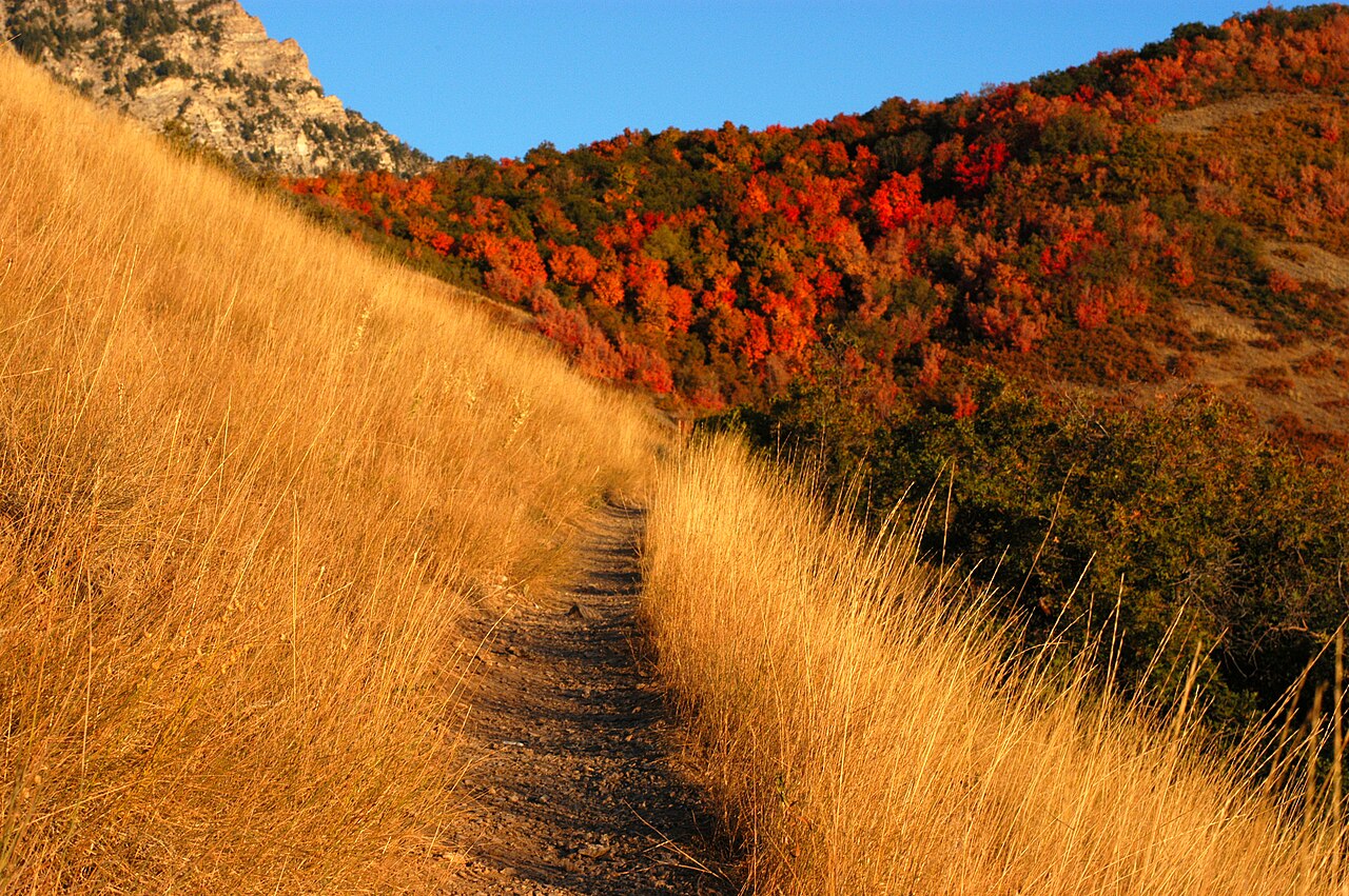 Schmaler Wanderpfad zwischen Gräsern und herbstlichen Bäumen bei Provo in Utah